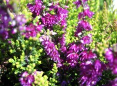 Calluna vulgaris 'Con Brio'