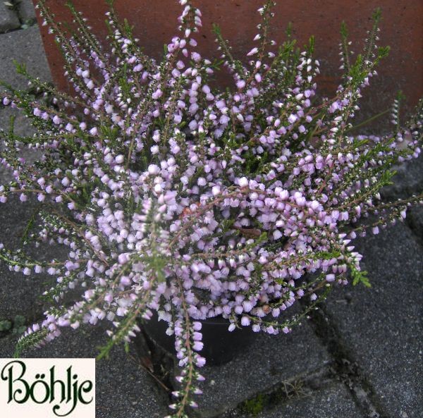 Calluna vulgaris 'County Wicklow'