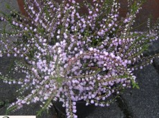 Calluna vulgaris 'County Wicklow'