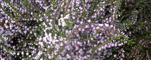 Calluna (Besenheide)