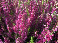 Calluna vulgaris 'Dark Beauty'