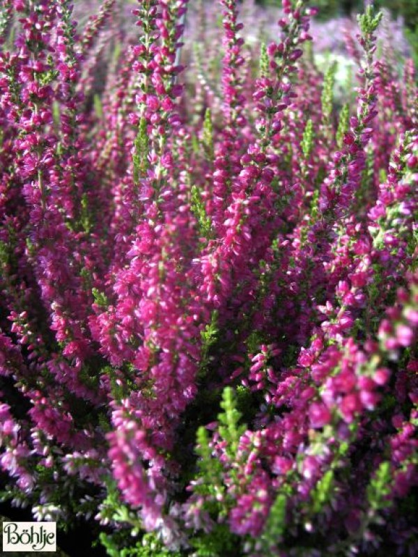 Calluna vulgaris 'Dark Beauty'