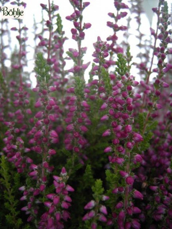 Calluna vulgaris 'Dark Star'