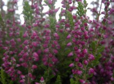 Calluna vulgaris 'Dark Star'