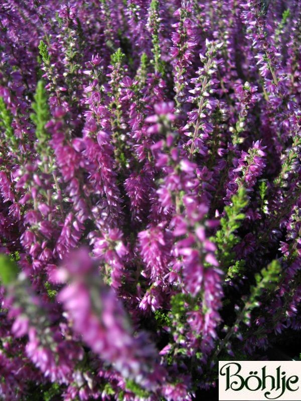 Calluna vulgaris 'Darkness'