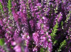 Calluna vulgaris 'Darkness'