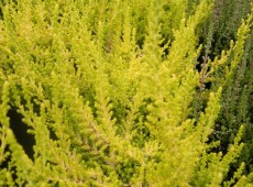 Calluna vulgaris 'David Hagenaars'