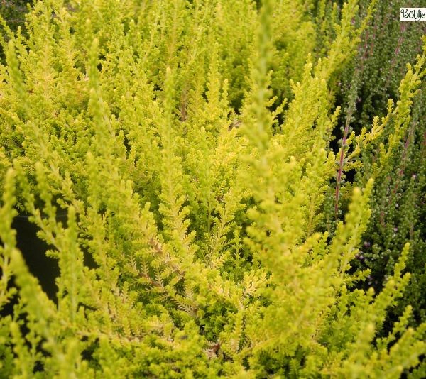 Calluna vulgaris 'David Hagenaars'