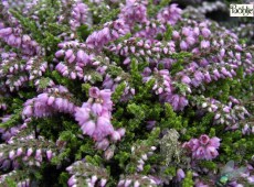 Calluna vulgaris 'Dirry'