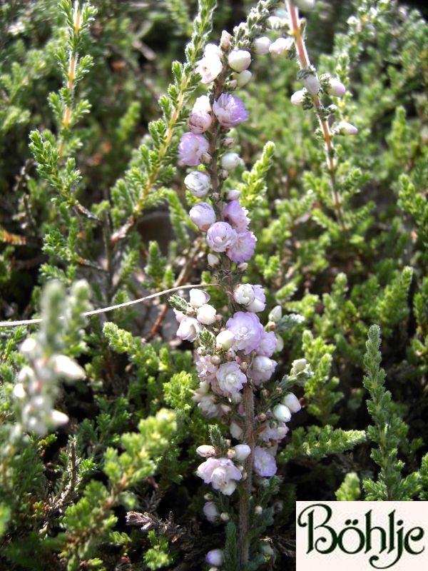 Calluna vulgaris 'Elsie Purnell'