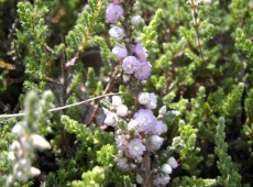 Calluna vulgaris 'Elsie Purnell'