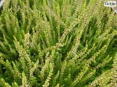 Calluna vulgaris 'Gina' -S-