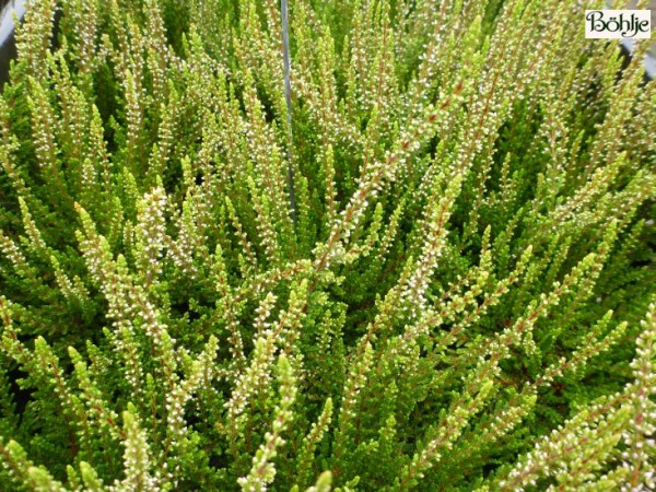 Calluna vulgaris 'Gina' -S-