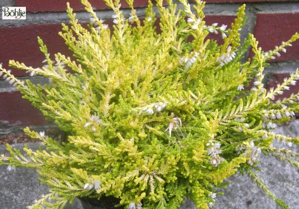 Calluna vulgaris 'Gold Haze'