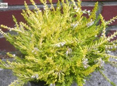 Calluna vulgaris 'Gold Haze'