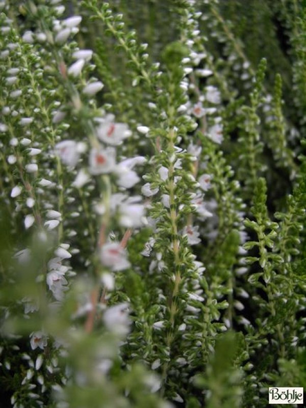 Calluna vulgaris 'Hammondii'