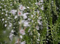 Calluna vulgaris 'Hammondii'