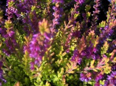 Calluna vulgaris 'Highland Rose'