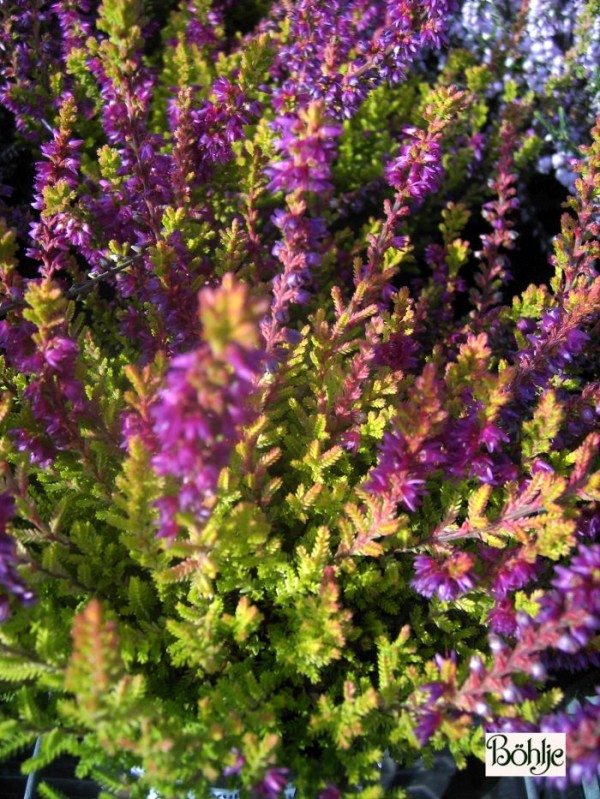 Calluna vulgaris 'Highland Rose'