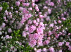 Calluna vulgaris 'J. H. Hamilton'