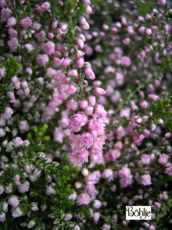 Calluna vulgaris 'J. H. Hamilton'