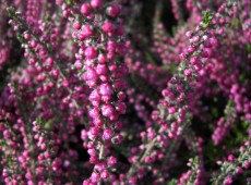 Calluna vulgaris 'Jana'