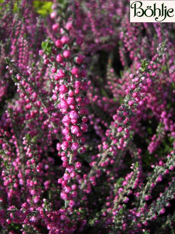 Calluna vulgaris 'Jana'