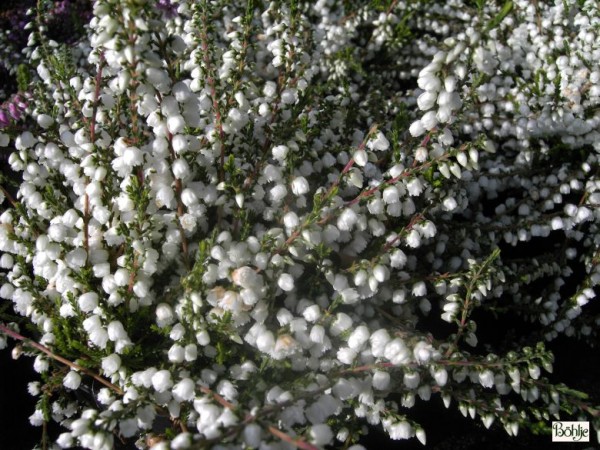 Calluna vulgaris 'Kinlochruel'