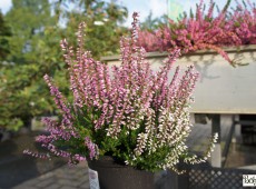 Calluna vulgaris 'Lena' -S-