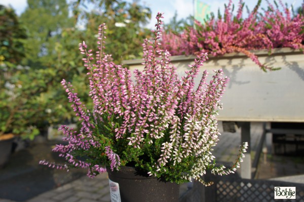 Calluna vulgaris 'Lena' -S-