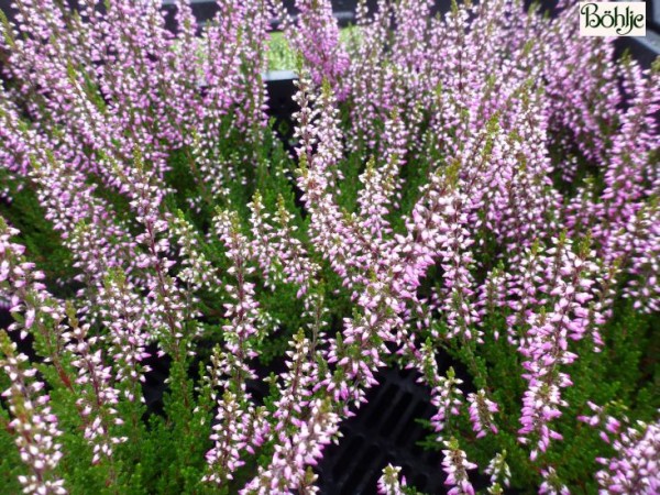 Calluna vulgaris 'Lilli' -S-