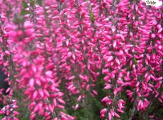 Calluna vulgaris 'Loki' -S-