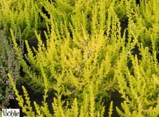 Calluna vulgaris 'Lukas'