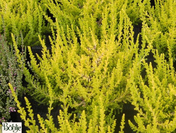 Calluna vulgaris 'Lukas'