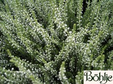 Calluna vulgaris 'Madonna' -S-