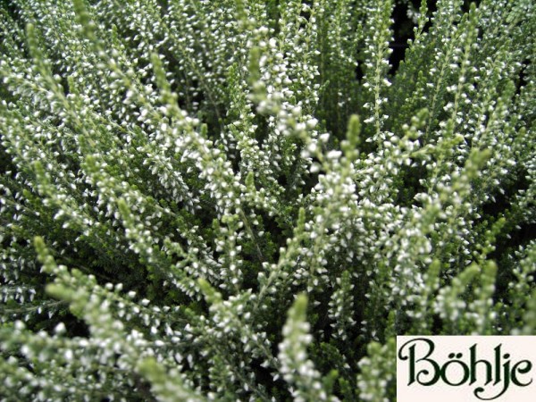 Calluna vulgaris 'Madonna' -S-