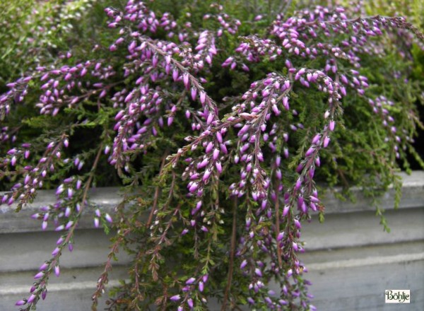 Calluna vulgaris 'Nelly' -S-