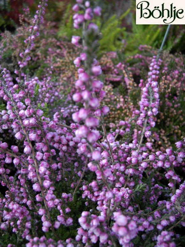 Calluna vulgaris 'Peter Sparkes'