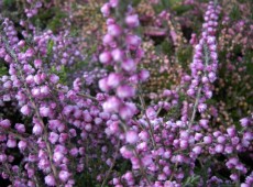 Calluna vulgaris 'Peter Sparkes'