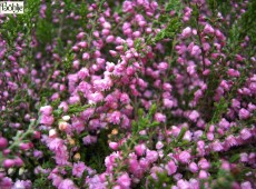 Calluna vulgaris 'Red Favorite' -S-