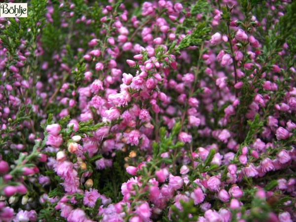 Calluna vulgaris 'Red Favorite' -S-