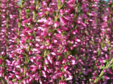 Calluna vulgaris 'Rosita' -S-