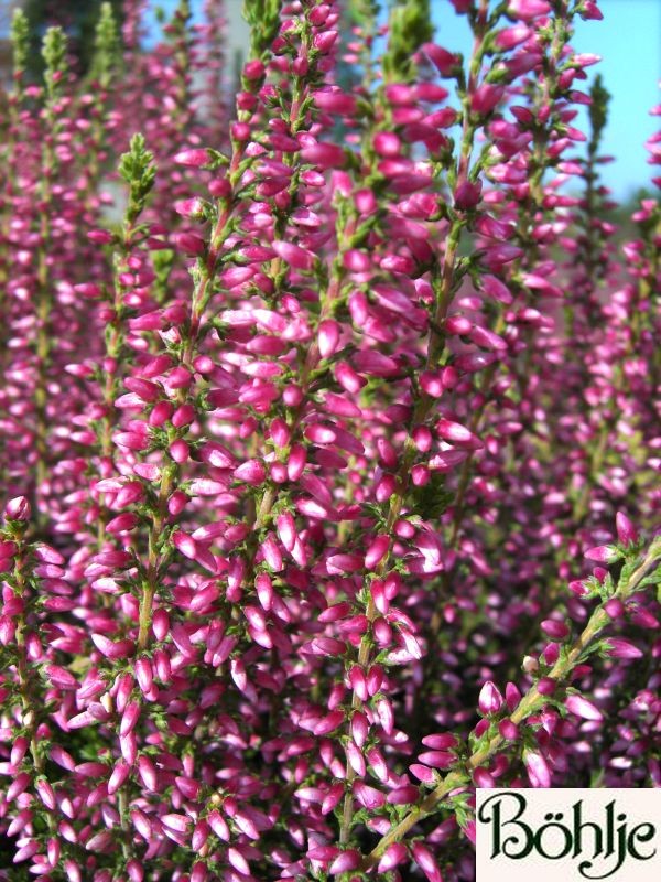 Calluna vulgaris 'Rosita' -S-