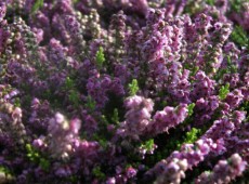 Calluna vulgaris 'Rote Mullion'