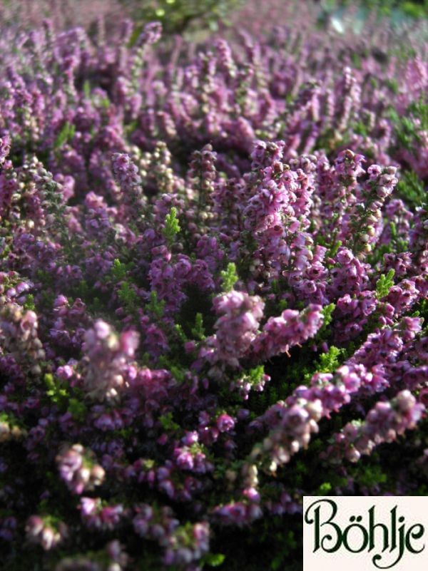 Calluna vulgaris 'Rote Mullion'