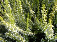 Calluna vulgaris 'Sandy' -S-