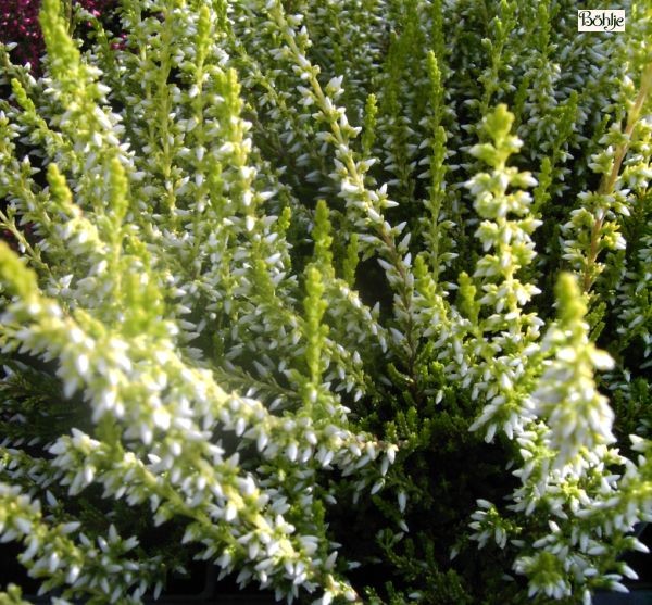 Calluna vulgaris 'Sandy' -S-