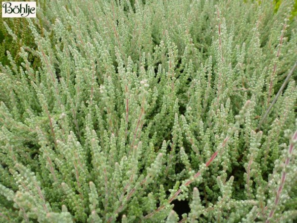 Calluna vulgaris 'Silvana' -S-