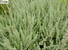 Calluna vulgaris 'Silvana' -S-