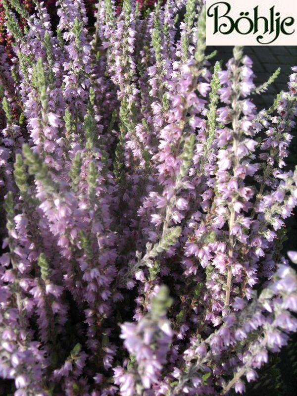 Calluna vulgaris 'Silver Knight'